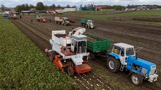 Eastern Delight  Classic DDR beet harvest  Belarus Fortschritt amp more [upl. by Eittol126]