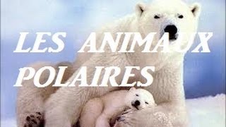 Animaux polaires  pour enfants [upl. by Nitsug]