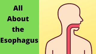 All about the Esophagus [upl. by Torbert963]