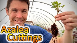 How to Grow Azaleas from Cuttings  Propagating Rooted Cuttings of Azalea Plants [upl. by Aerdnuahs]