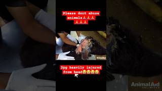 Dog head injured😭😭 AnimalAidUnlimited shorts shortfeed viralshorts shortvideo trending pets [upl. by Lenuahs93]