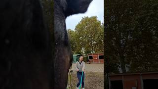 POV  on vient te chercher au paddock cheval shortswithzita entresesoreilles equitation [upl. by Lait]