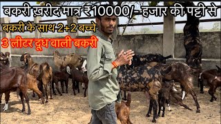 10000How to start goatfarming  Indias largest goat farmingsamariya goat farm मो 8949248293 [upl. by Maud]