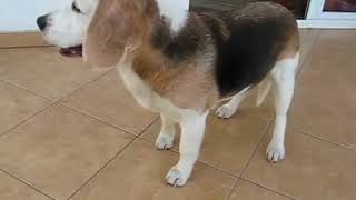 beagle epilepsy Lafora disease 22 04 2011 [upl. by Arola]