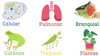 TIPOS DE RESPIRACIÓN Celular Pulmonar Branquial Traqueal Cutánea Plantas🦁🐟🌳🦠 [upl. by Rosane]