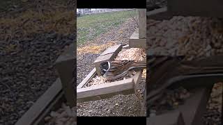 Reed Bunting at the feeder ukbirding birdwatching ukbirds [upl. by Tessie897]