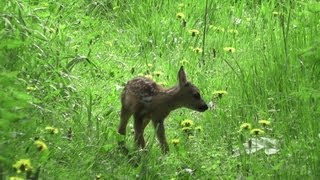 The very first day of a Fawn  Rehkitz erster Lebenstag Capreolus capreolus [upl. by Aihsenal]