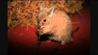 Mammals of the World Rufous HareWallaby [upl. by Alo]