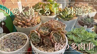 【多肉植物】65可愛く育てる土、鉢選び♡秋の多肉事 [upl. by Aleik]