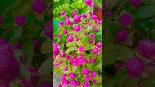 Gomphrena Flower 🌷🌷trending lovinggarden gardening wintergardening shortvideo viralvideo [upl. by Alyson348]