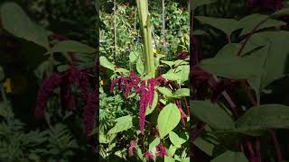 Love Lies Bleeding Synopsis sciencefacts gardening flowers [upl. by Assirim]