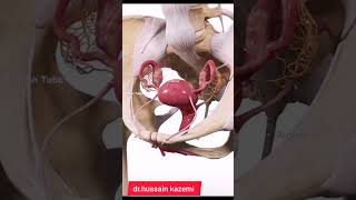 femalegenitalsystemتناسلیزنانه anatomy health آموزش [upl. by Armin]