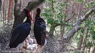 Bolewice N2000 PL 20240518 Black stork  2 great feedings in short intervals for 5 chicks [upl. by O'Rourke]