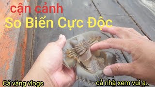 Cách Phân Biệt Con SO vs Con Sam Đơn Giản NhấtHow to distinguish nulliparous vs sam [upl. by Aurthur411]