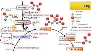 33 BIOCHIMICA  51 Formazione dellAcetil CoA [upl. by Cohleen]