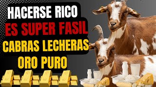 El negocio más rentable criar cabras lecheras [upl. by Eliseo]