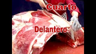 Tutorial completo cuarto delantero el taller del carnicerobeef forequarter step by step [upl. by Hallsy]