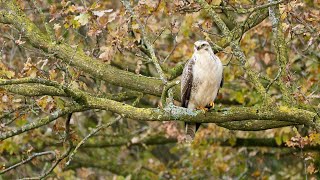 Vertrekt de Buizerd MET of ZONDER prooi [upl. by Anjali111]