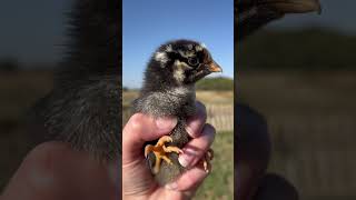 Chickens with small comb plump bodies and dense feathers are best for winter backyardchickens [upl. by Benedetta]