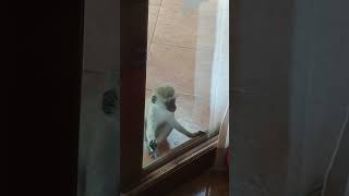 Baby Monkey Playing Outside Our Room  Amboseli Serena Safari Lodge  May 23 2019 [upl. by Teage272]