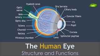 Human Eye Anatomy  Structure and Functions  Basic Science Series [upl. by Aciretal126]