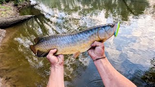 Sight fishing Australian native My first TOGA [upl. by Avis]