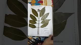 Herbarium file for botany project [upl. by Lidaa]