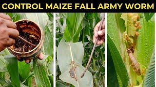 Biological Control of Fall Army Worm in Maize [upl. by Buckley]