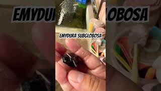 Emydura Subglobosa turtle kurakura animal yearofyou pets kuraindonesia shorts brontoks [upl. by Jordans542]