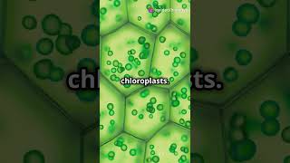 Scientists Unveil Chloroplast Protein Import Mechanism chloroplasts plants biology [upl. by Refinnej809]