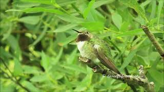 Broadtailed Hummingbird Hunts Watch Amazing Transformation of Its Throat Plumes [upl. by Rebeka]