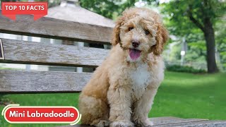 11 Facts Which Will Make You Want to Own a Mini Labradoodle [upl. by Caundra]