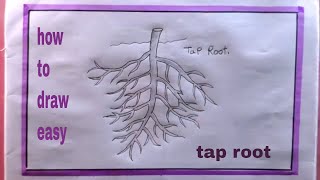 how to draw tap root easytap root drawing [upl. by Enilecram]