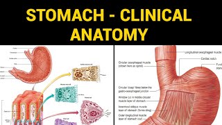 Clinical anatomy stomach [upl. by Jeaz616]