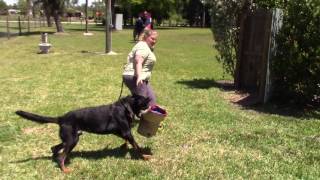 ARC Beaucerons  Luke working in protection [upl. by Eselahc]