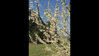 New White Doubleflowered Redbud Cercis canadensis White Pom Poms New and Noteworthy Trees [upl. by Marou]