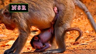 Nature Serenity Relaxing With Tiny Baby Monkey Trying To hug Mom [upl. by Menedez]