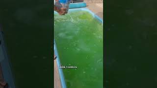 Como fazer manutenção na piscina Manutenção de piscina Piscina em casa [upl. by Elram608]