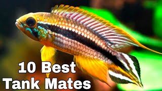 10 Best Tank Mates For Apistogramma Agassizii agassIzs dwarf cichlid [upl. by Laetitia864]