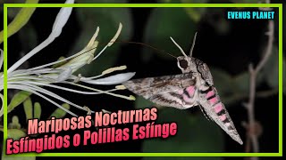 Esfingídos o Polillas Esfínge Lepidoptera  Sphingidae [upl. by Shulman]