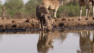 Warthog enjoys some fresh water [upl. by Assirrak]