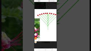 InflorescencePart 1 Racemose inflorescence Malayalam explanation [upl. by Dobb]