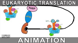 Eukaryotic Translation Animation [upl. by Leonerd]