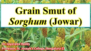 Grain Smut Disease of Sorghum by Dr Jayarama Reddy [upl. by Eirrehs88]