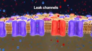 Neurophysiology Resting Membrane Potential 2014 YouTube [upl. by Stanzel]