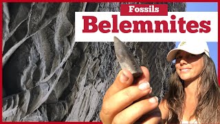 What’s a BELEMNITE  Did You Find a Fossil Squid [upl. by Enerak268]