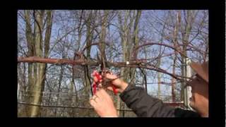 How to Prune amp Train Grape Vines for Maximum Productivity  Late Winter Grape Care Tips [upl. by Airotkiv895]