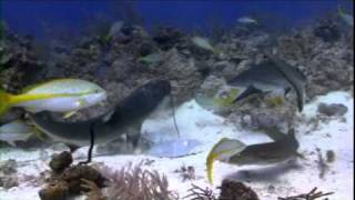 Sharks Eating Lionfish [upl. by Whitman]