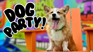 Hammy hosted the BEST DOG PARTY in the WORLD [upl. by Meyer521]