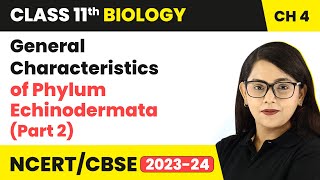 General Characteristics of Phylum Echinodermata Part 2  Class 11 Biology Chapter 4  NCERTCBSE [upl. by Htebiram750]